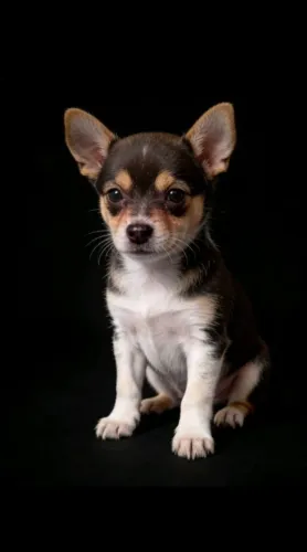 Pinscher Zero Fofo e Esperto