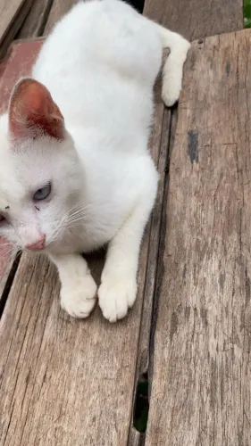 Gata para adoção 