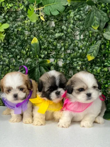 Shih Tzu lindas e lindos