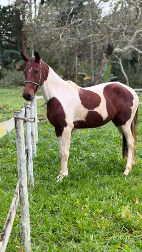 Cavalo