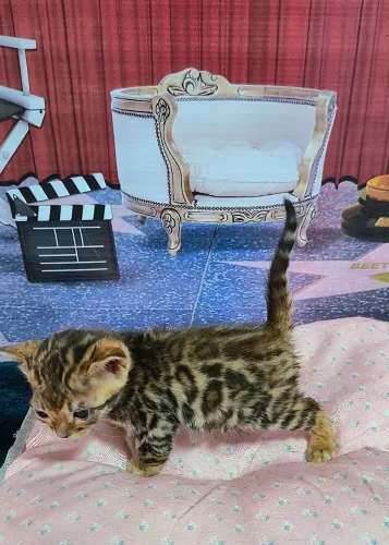 Bengal lindíssimos 