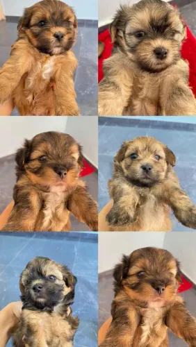 Filhote de poodle 