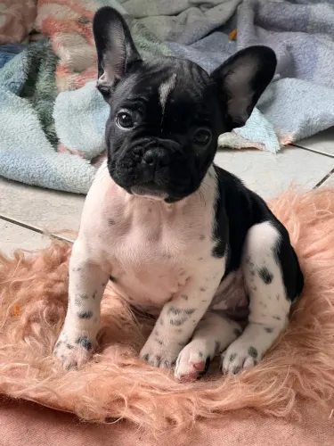 Buldogue francês fêmea