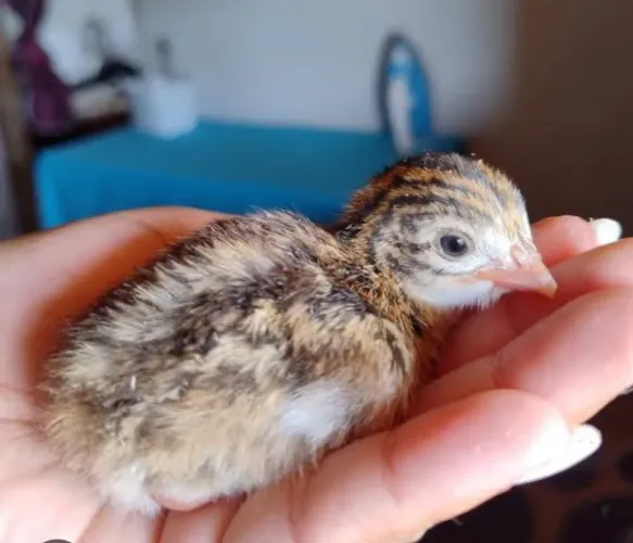 Pintinho de Angola/ capote  PROMOÇÃO 