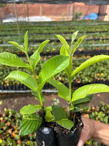 Mudas frutíferas