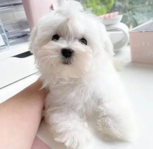 Filhote de Maltês: Pequeno no tamanho, gigante no coração