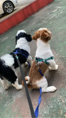Estou doando dois irmãos shitsu por n ter espaço nem tempo de ficar com eles 