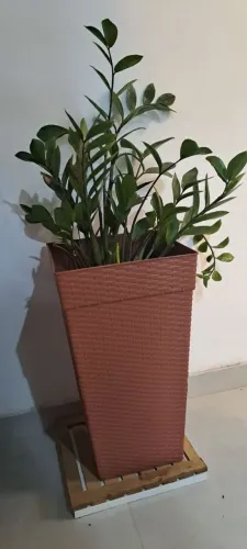 ZZ Plant - Zamioculcas zamiifolia - Vaso Decorativo