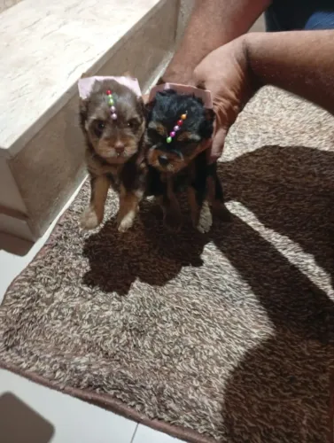 Pequenos Tesouros Peludos - Yorkshires Incríveis Disponíveis