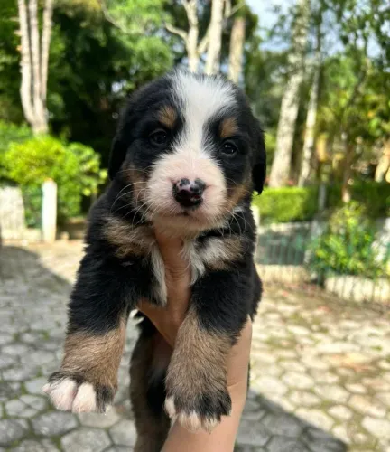 Bernese lindo macho