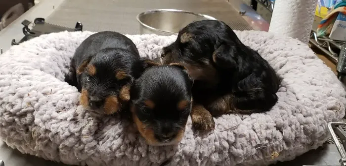 Filhotes de Yorkshire | Coração peludo à pronta entrega!