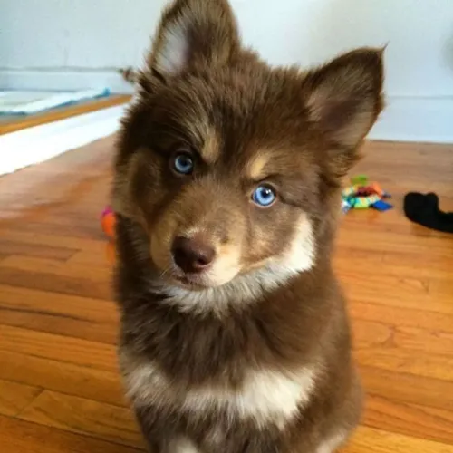 Filhote de Husky Siberiano  para uma família formidavel