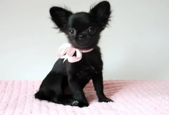 Chihuahua Macho Dourado - Elegância e Tamanho Perfeito!