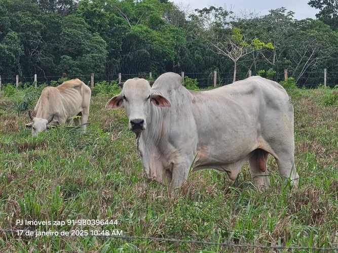 500 hectares porteira fechada 400 gado dentro há 200 km de Belém