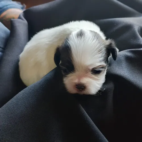 Filhotes de shih-tzu 