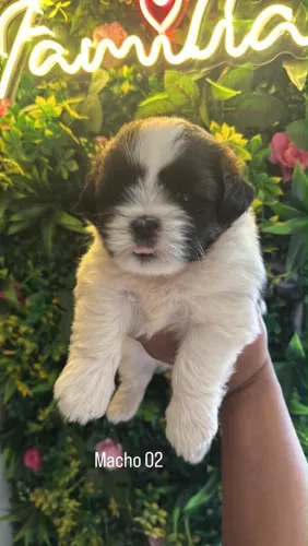 Shih tzu Macho