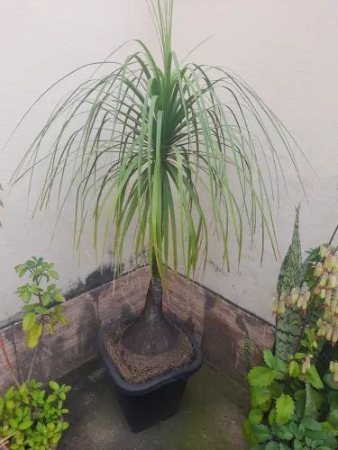 Planta Pata de Elefante