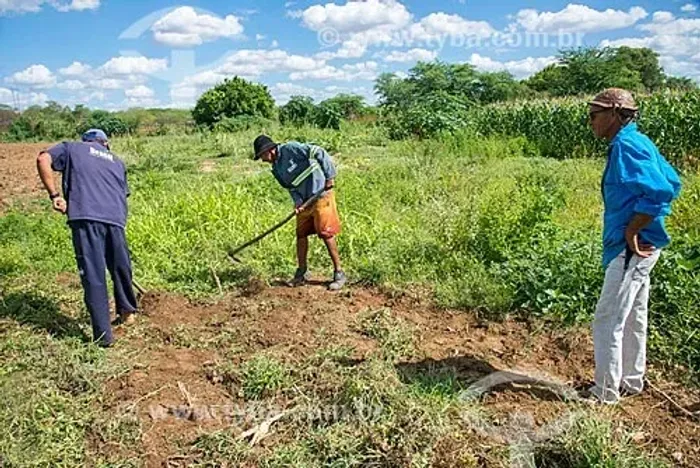 Procuro trabalhador rural