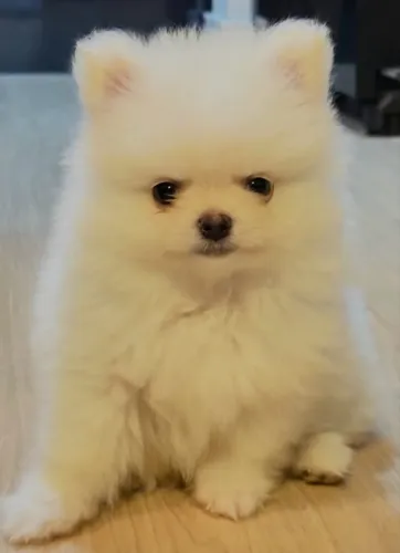 Spitz Alemão Anão branco