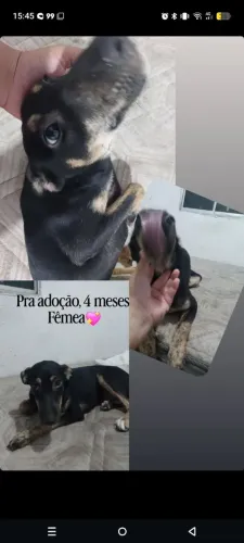 Cachorra fêmea 4 messes