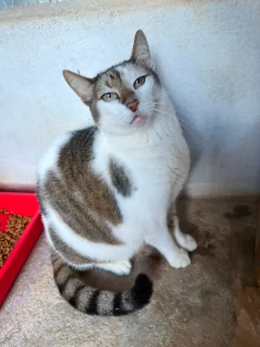 Gato Macho Castrado