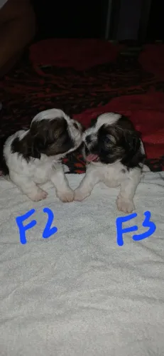 Filhotes de shitzu