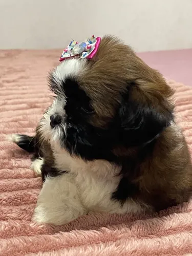 Shih tzu disponível fêmea 