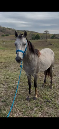 Potro quarto de milha 