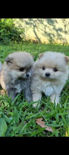 Filhotes de Spitz Alemão 