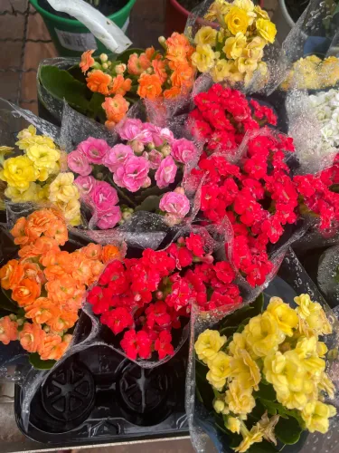 Planta Kalanchoe 
