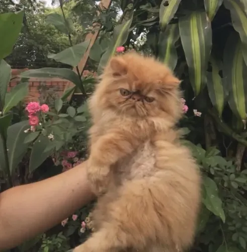 Gato Persa lindos filhotinhos com aparência refinada