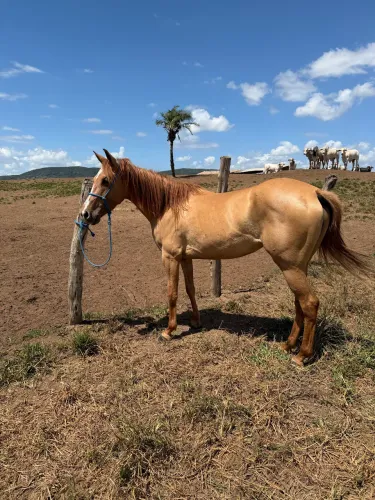 Porda mestiça quarto de milha