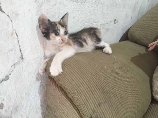 Gatinha RESGATADA para ADOÇÃO