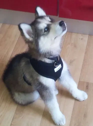 Husky siberiano Um pet que pode ser a descoberta da sua semana