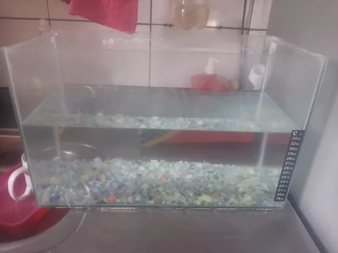 Aquário de peixes 