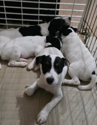 Jack Russel Terrier Macho: Entrega imediata!