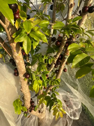 Blackmagic Speed boster Canon->micro 4/3