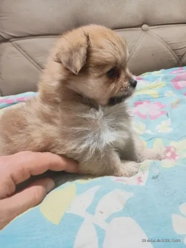 Spitz alemão anão híbrido 