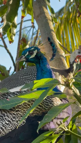Vendo aves coloridas e exuberantes de grande porte da espécie Pavo Cristatus
