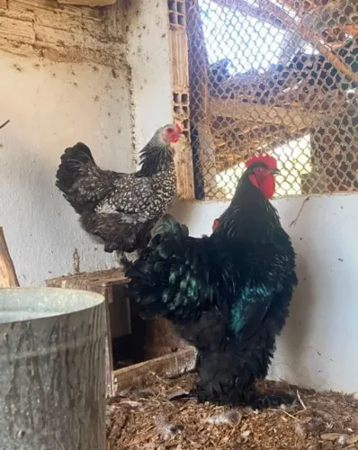OVOS GALADOS E PINTINHOS BRHAMA (BLACK,LEMON E DARK)