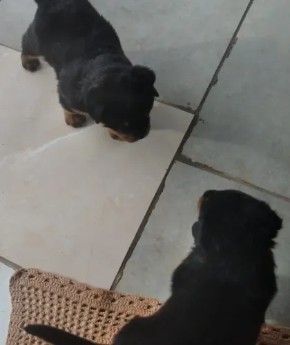 Rottweiller machos e femeas disponíveis