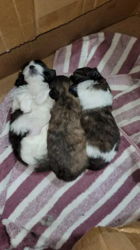 Vendo Filhotes da Raça Shih tzu