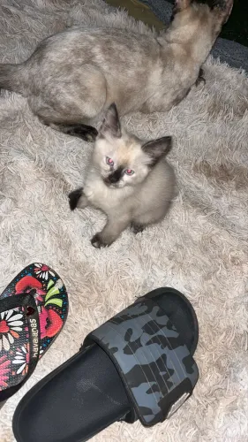 gatos filhotes para adoção 
