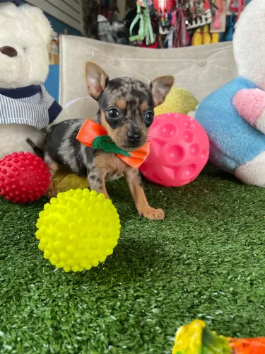 Pinscher machinho micro!!$2.400,00