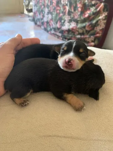 Cachorro