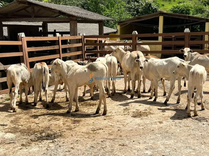 Fazenda de 32 hectares , á 8 Km de Belo Vale e 20 Km de Moeda