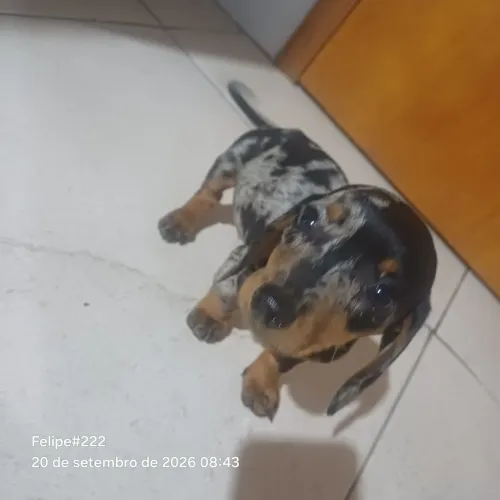 Cachorro