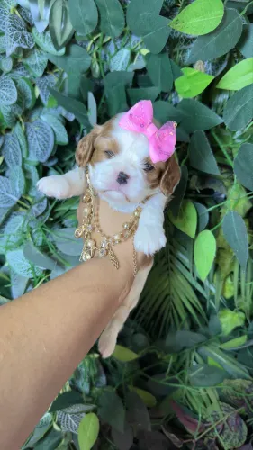 Cavalier king charles 