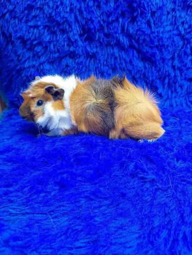 Porquinho abssinio macho