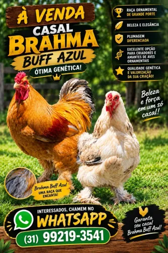 Vende-se galo bramah buff azul e galinha bramah